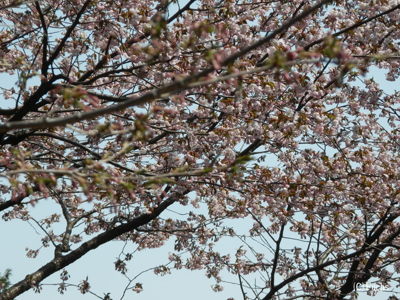 札幌桜2015_03