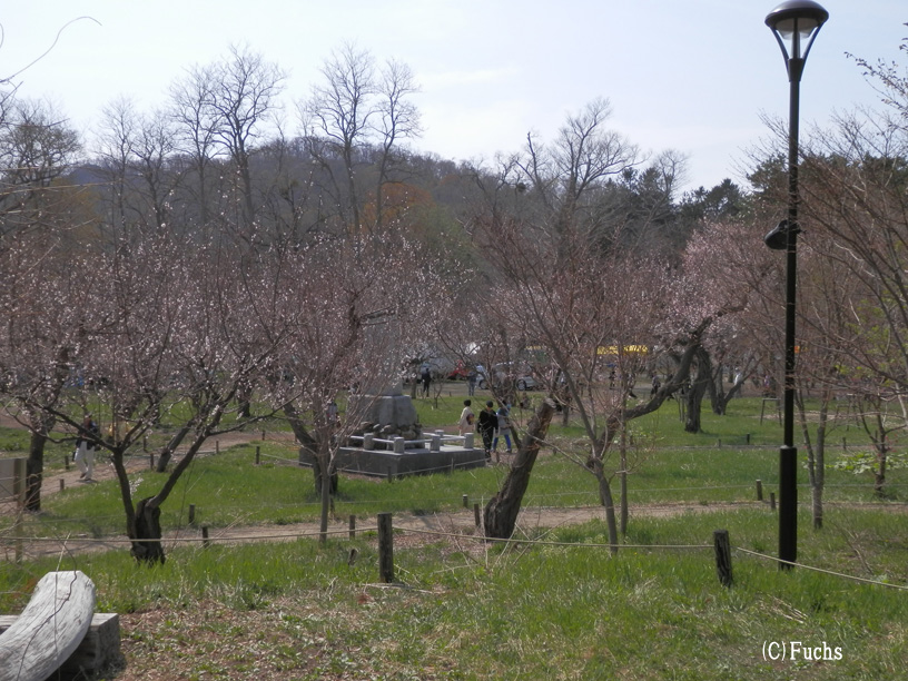 札幌桜2015_06