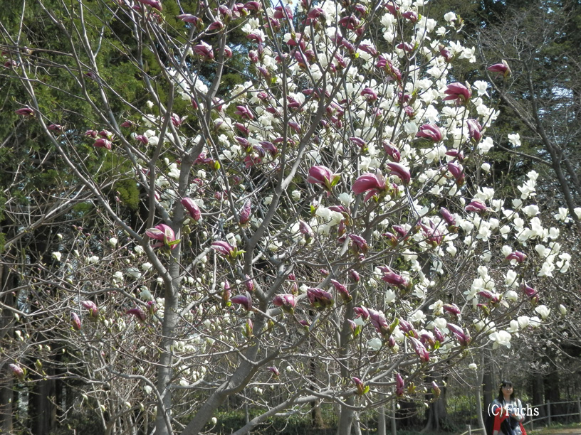 札幌桜2015_13