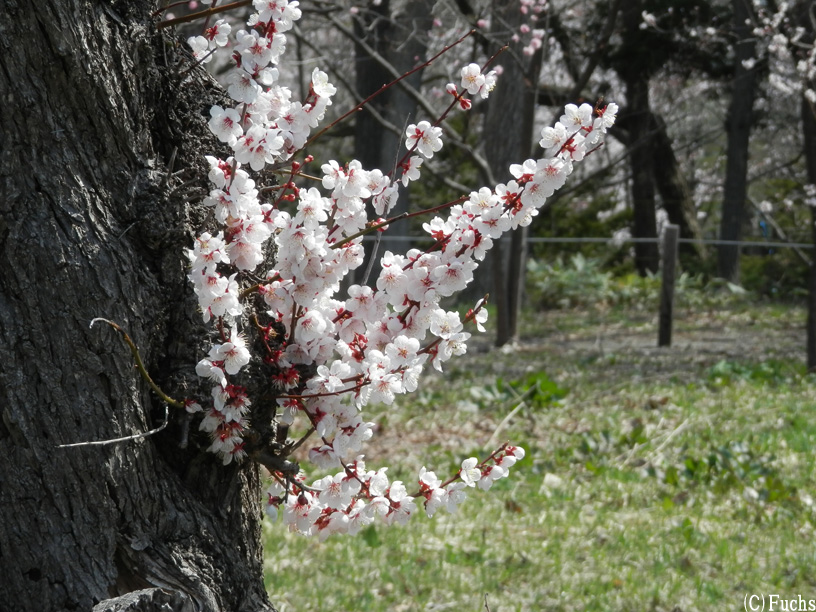 札幌桜2015_17